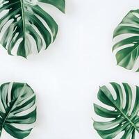 Monstera leaves on white background. Flat lay, top view, copy space. Creative layout made of monstera leaves on white background. Flat lay, top view minimal summer concept. photo