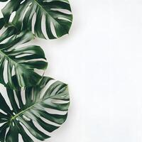 Monstera leaves on white background. Flat lay, top view, copy space. Creative layout made of monstera leaves on white background. Flat lay, top view minimal summer tropical concept. photo