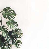 Monstera leaves on white background. Flat lay, top view, copy space. Creative layout made of monstera leaves on white background. Flat lay, top view minimal summer concept photo