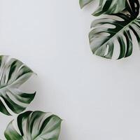 Monstera leaves on white background. Flat lay, top view, copy space. Creative layout made from monstera leaves on white background. Flat lay, top view minimal summer concept. photo