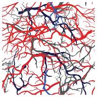 An abstract depiction of tangled veins and arteries, featuring vibrant red, blue, and gray lines against a white background, it could be used as a wallpaper, fabric design, pillow and curtains vector