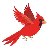 Cardinal Bird in Flight Isolated on White Background vector