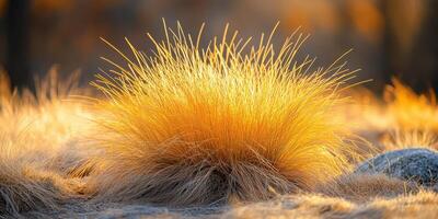 Golden grass illuminated by sunlight at dawn creates a stunning natural display in the countryside photo