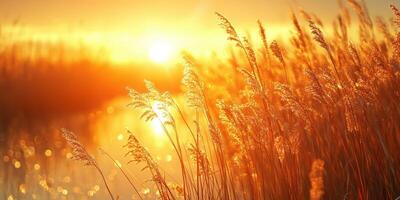 Golden sunlight illuminates tall grass by the serene water at sunset near a peaceful marshland photo