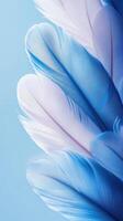 Colorful feathers in shades of blue and lavender arranged in a delicate pattern against a soft background photo