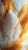 Vibrant orange and white feathers create a striking visual display in an artistic composition photo