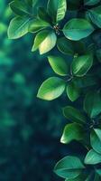 Lush green leaves close up showcasing vibrant texture and color in a natural setting, capturing the essence of vegetation and life photo