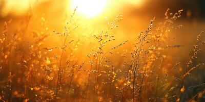 Golden sunlight illuminates tall grass in a serene landscape during sunset photo
