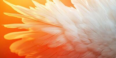 Elegant white feathers set against a warm orange background highlighting natural beauty and texture photo