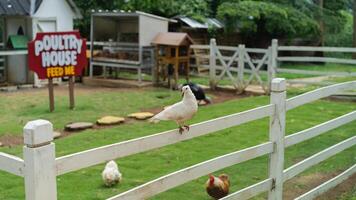 A white fence with a white bird on it photo