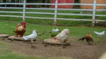 A group of chickens and a rooster in a fenced in area photo