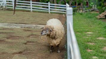 A sheep standing in a fenced in area photo