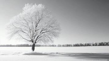 Black and white landscape showcasing a frosted tree in a snow covered field, with a line of trees in the distance under a clear sky photo