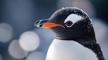Close-up portrait of a penguin with a distinctive orange beak and snow crystals on its feathers, showcasing its natural beauty. photo