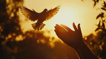 Dove taking flight from open hands, bathed in golden sunlight. Symbolic release, peace, and new beginnings against warm sunset. photo