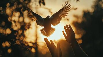 Dove takes flight towards freedom, soaring upwards towards the sunset, released with care from human hands into the open sky. photo