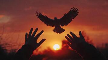 Silhouette of hands releasing a bird into the sunset. A symbol of freedom, hope, and letting go with the sun behind the scene. photo