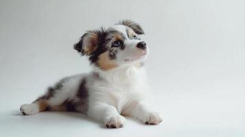 Adorable puppy with striking blue eyes and patterned fur, lying down and looking up with curiosity against a plain white background. photo