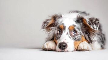 Adorable Australian Shepherd puppy with soulful eyes, resting its head on its paws, looking directly at the viewer. Soft fur and gentle expression. photo