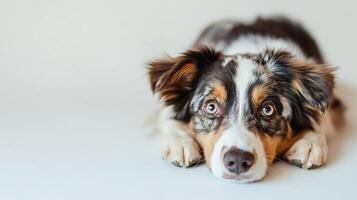 A beautiful tri-color puppy with soft fur rests with their paws forward, looking directly at the viewer with soulful, attentive eyes. photo