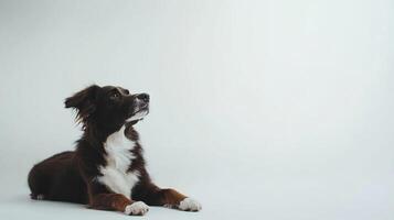 A captivating portrait of a brown and white dog lying down, looking upwards with an expression of eager anticipation and curiosity. photo