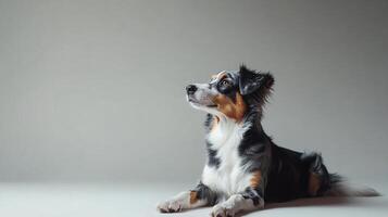 A striking dog with vibrant coloring lies in wait, his attention drawn upwards, a study in canine focus and calm attentiveness. photo