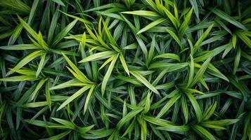Lush green foliage creates a vibrant texture, showcasing nature's beauty with overlapping leaves and varying shades of green. photo