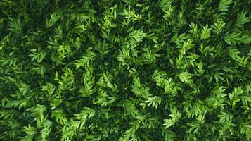 Lush green foliage creates a vibrant textured background, ideal for nature themes, offering depth and a sense of tranquility. photo