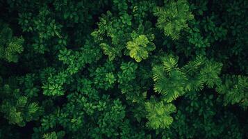 Overhead view of vibrant green foliage. Lush canopy of mixed textures reveals a dense, thriving ecosystem in a rich, shadowed forest. photo