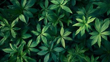 Lush foliage showcases vibrant green leaves arranged in symmetrical patterns, creating a dense, visually appealing botanical texture. photo
