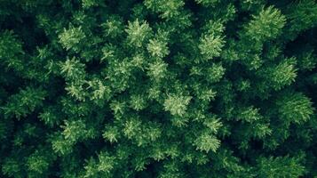 Aerial view of a dense forest with vibrant green foliage and intricate canopy patterns creating a natural tapestry. photo