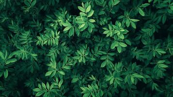 Lush green foliage creates a serene backdrop, evoking nature's tranquility. Verdant leaves intertwine in a captivating display. photo