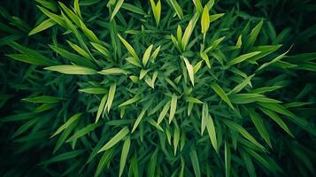 Lush green leaves create a calming scene. Natural light and dark shadows emphasize the depth and vibrant nature of the plant life. photo