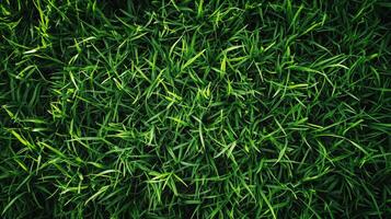 Lush green grass creates a vibrant carpet, inviting relaxation and connection with nature, embodying peace and tranquility. photo