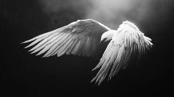 Monochrome image capturing a bird in flight, wings spread against a dark backdrop, highlighting the interplay of light and shadow. photo