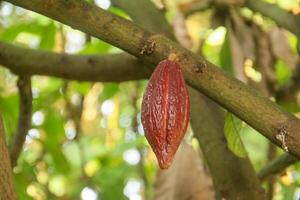 Cocoa tree in the forest photo