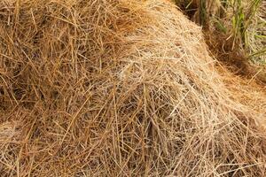 A pile of hay is sitting on the ground photo