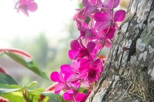 A pink flower is hanging from a tree photo