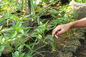 A person is picking up a plant in a garden photo