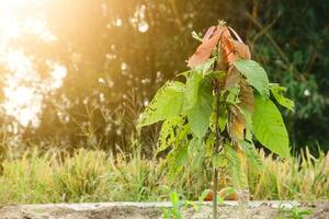 Small cocoa trees live on fertile soil in tropical countries photo