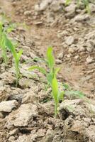 Corn sprouts in the field photo