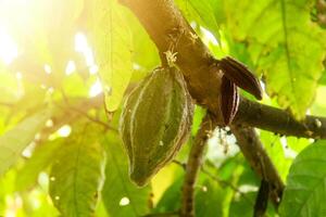 Cocoa fruit or Theobroma cacao on the tree, fresh cocoa fruit that is illuminated by the morning sun photo