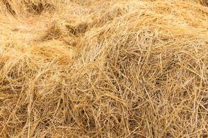 A pile of hay is shown in a field photo