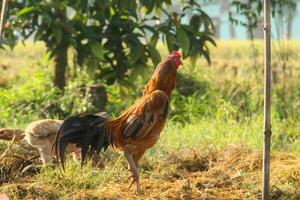 A rooster and a chicken are standing in a field photo