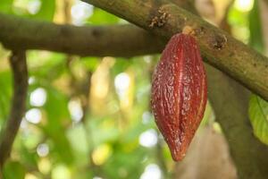 Cocoa pods on a tree photo