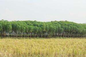 Fertile cassava fields, cassava farming around rice fields, green cassava plants photo
