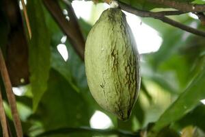 Cocoa pods on a tree photo