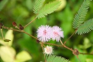 A small pink flower is on a branch photo