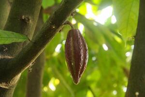 A cocoa pod hanging from a tree photo