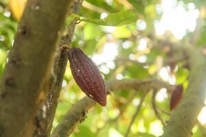 Cocoa tree in the forest photo